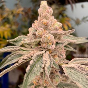Dream Candy Feminised Seeds-IHG-DRCA-FEM