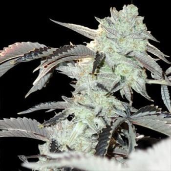 Frozen Gelato Feminised Seeds-IHG-FRGE-FEM