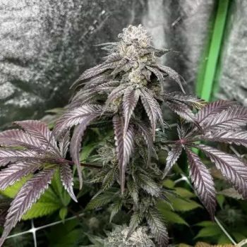 Garlic Storm Feminised Seeds-IHG-GAST-FEM
