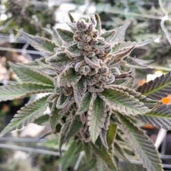 Platinum Garlic Feminized Seeds-IHG-PLGA-FEM