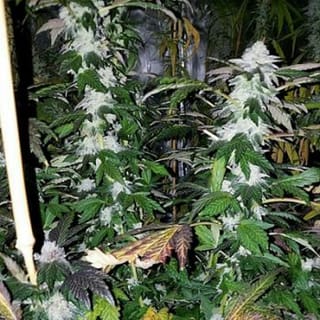 Platinum Gorilla Feminised Seeds-IHG-PLGO-FEM