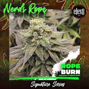 Rope Burn Feminized Seeds-LV8-ROBU-FEM