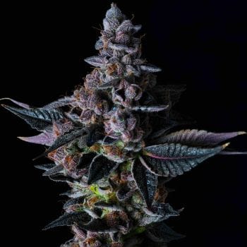 Permanent Pounder Feminised Seeds-LV8-PEPO-FEM
