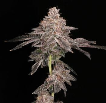 Prism Marker Feminised Seeds-LV8-PRMA-FEM