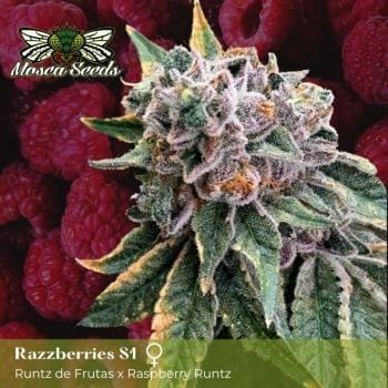 Mosca's Razzberries S1 Feminised Seeds-MOSCA-MORAS1-FEM