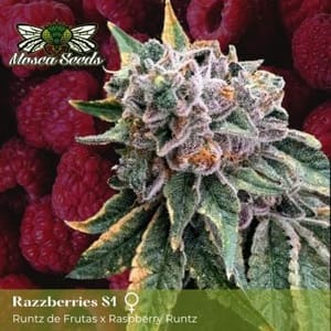 Mosca's Razzberries S1 Feminized Seeds-MOSCA-MORAS1-FEM