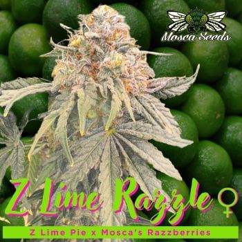 Z Lime Razzle Feminized Seeds-MOSCA-ZLIR-FEM