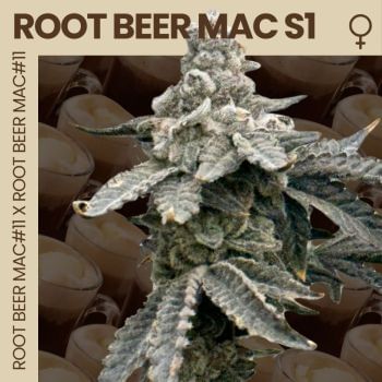 Root Beer Mac S1 Feminized Seeds-MOSCA-ROBMS1-FEM