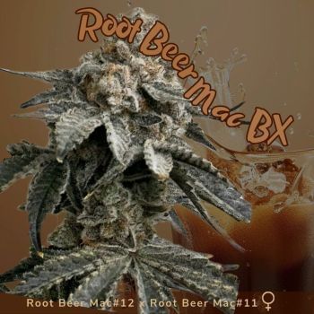 Root Beer Mac BX Feminized Seeds-MOSCA-ROBMBX-FEM