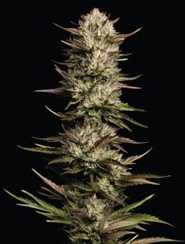 California Octane Triploid Feminised Seeds-HUMB-CAOCTR-FEM