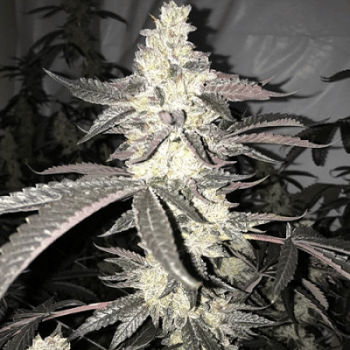 Dolato S1 Feminised Seeds-IHG-DOLS1-FEM