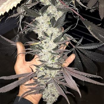Cakes N Cream Feminised Seeds-IHG-CANC-FEM