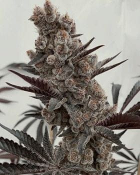 Bahama Mama S1 Feminised Seeds-SOL-BAMAS1-FEM