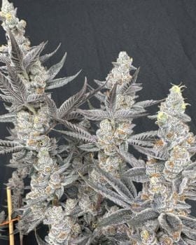 Diamond Daggers Feminised Seeds-SOL-DIDA-FEM