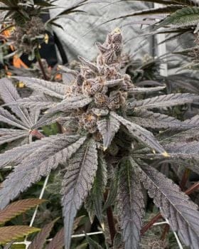 Gasserole Feminized Seeds-SOL-GASS-FEM