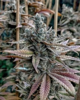 Lemon Elixir Feminised Seeds-SOL-LEEL-FEM