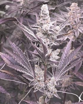 Lil Sumpin Sumpin Feminized Seeds-SOL-LISS-FEM