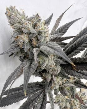 Mega Mind Feminized Seeds-SOL-MEMI-FEM
