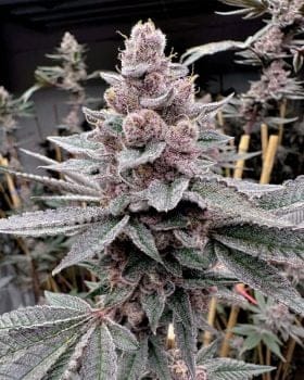 Miami Madness Feminised Seeds-SOL-MIMA-FEM