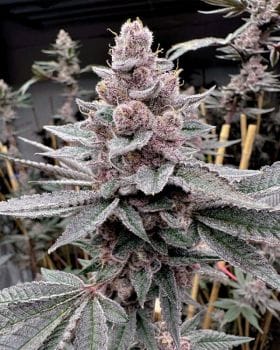 Miami Madness Feminized Seeds-SOL-MIMA-FEM