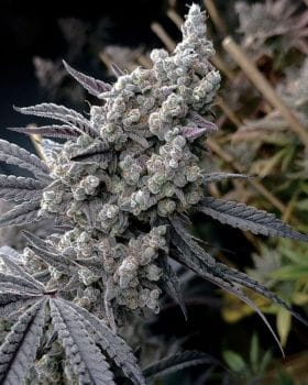 Pineapple Pucker Feminised Seeds-SOL-PIPU-FEM