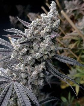Pineapple Pucker Feminized Seeds-SOL-PIPU-FEM