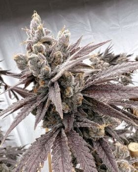 Shot Caller Feminised Seeds-SOL-SHCA-FEM