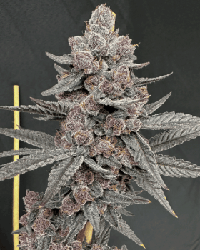Sinferno Feminised Seeds-SOL-SINF-FEM