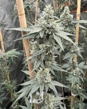 Sundae Supper Feminised Seeds-SOL-SUSU-FEM