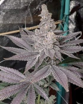 Swolfire Feminised Seeds-SOL-SWOL-FEM