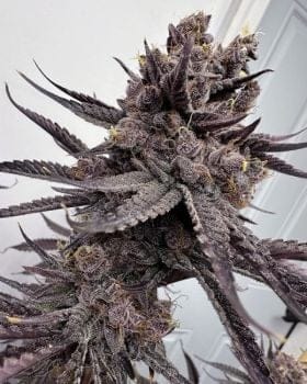 Trap God Feminised Seeds-SOL-TRGO-FEM