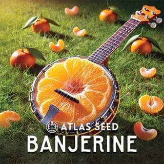 Banjerine Auto Feminized Seeds-ATL-BANJ-AUTO-FEM