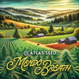 Mendo Breath Auto Feminized Seeds-ATL-MEBR-AUTO-FEM