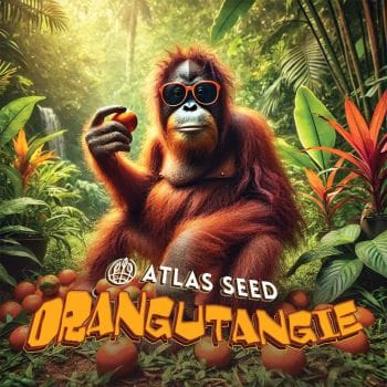 Orangutangie Feminized Seeds-ATL-ORAN-FEM