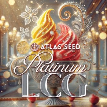 Platinum Lemon Cherry Gelato Feminized Seeds-ATL-PLCG-FEM