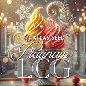 Platinum Lemon Cherry Gelato Feminized Seeds-ATL-PLCG-FEM