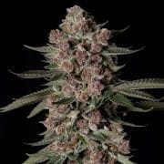 Tropical Jam Feminised Seeds-SIL-TRJA-FEM