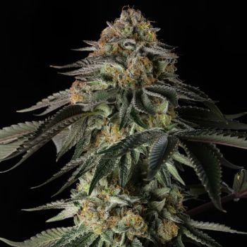 Rainbow Gas Feminised Seeds-SIL-RAGA-FEM