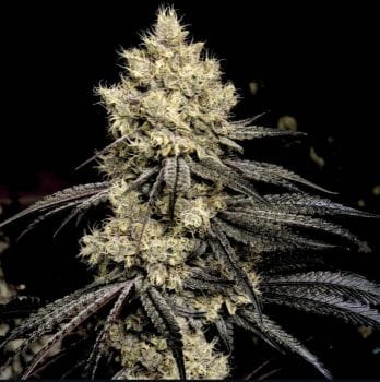 Pillows R1 Feminised Seeds-ETHO-PILR1-FEM