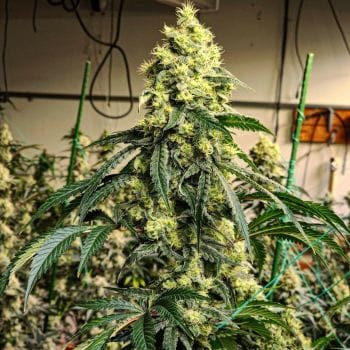 Sour G R1 Feminised Seeds-ETHO-SOGR1-FEM