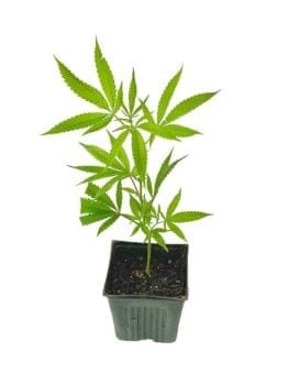 Chimera Clones-SMAN-CL-CHIM