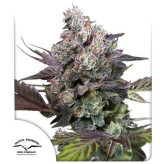 Candy Bubatz XL Feminised Seeds-DP-CABU-FEM