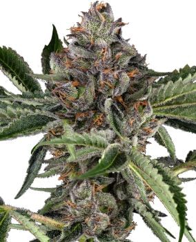 Papaya Jealousy Feminized Seeds-SEN-PAJE-FEM