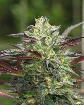 G.S. Cookies Auto Feminized Seeds-HUMB-GSCO-AUTO-FEM