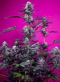 Studio 54 Stardust Auto Feminised Seeds-SS-ST54ST-AUTO-FEM