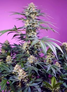 Monster Maker Feminized Seeds-SS-MOMA-FEM