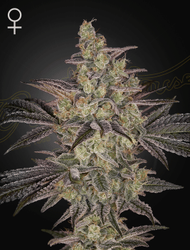 Frosted Guava Auto Feminised Seeds-GH-FRGU-AUTO-FEM