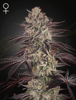 Biscotti Auto Feminised Seeds-GH-BISC-AUTO-FEM