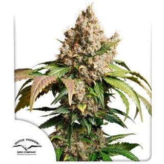 Red Tropicana Cookies Auto Feminised Seeds-DP-RETC-AUTO-FEM