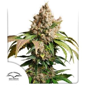 Red Tropicana Cookies Auto Feminised Seeds-DP-RETC-AUTO-FEM